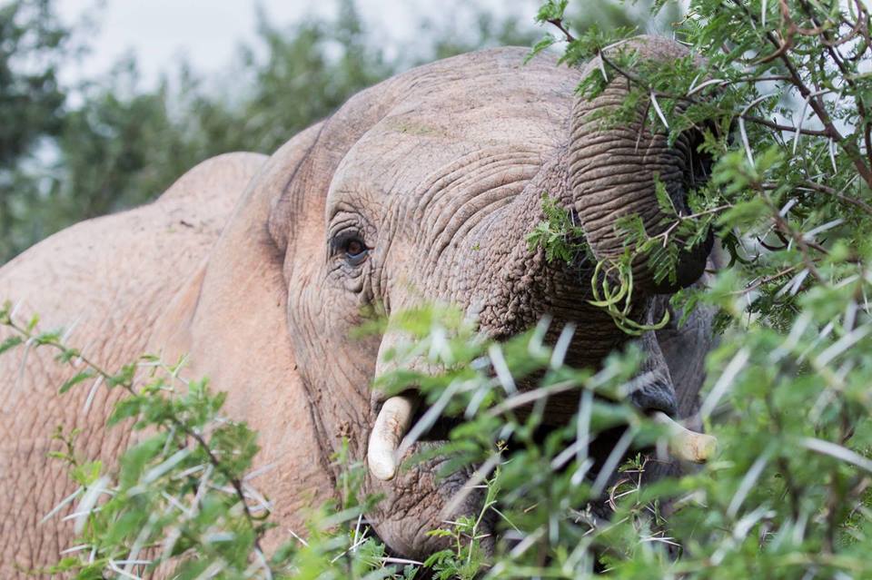 <h2>The Best of South Africa Escorted 2016</h2>13 Nights, 3 on Safari at Shamwari Game Preserve | 5 Rounds | March 2 – 16