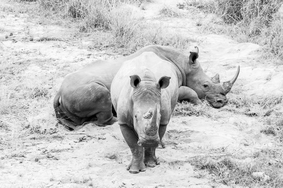 <h2>The Best of South Africa Escorted 2018</h2>Golf, Kruger Safari, Cape Town, the Winelands & Garden Route