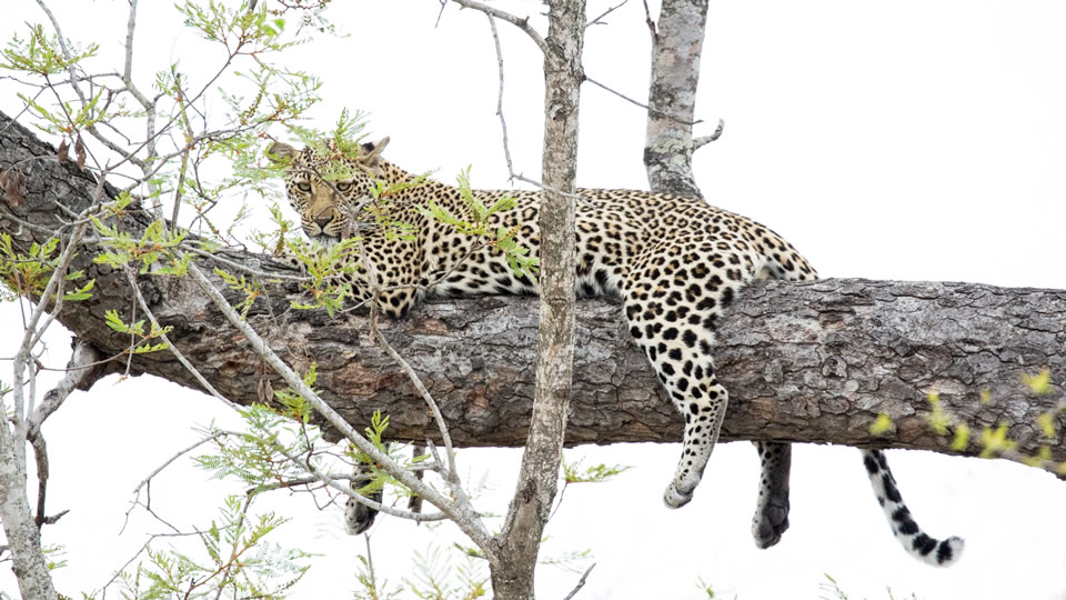 <h2>The Best of South Africa Escorted 2018</h2>Golf, Kruger Safari, Cape Town, the Winelands & Garden Route