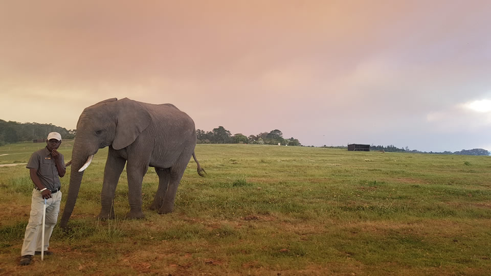 <h2>The Best of South Africa Escorted 2018</h2>Golf, Kruger Safari, Cape Town, the Winelands & Garden Route