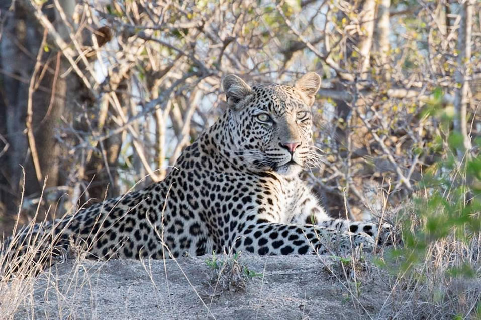 <h2>The Best of South Africa Escorted 2018</h2>Golf, Kruger Safari, Cape Town, the Winelands & Garden Route